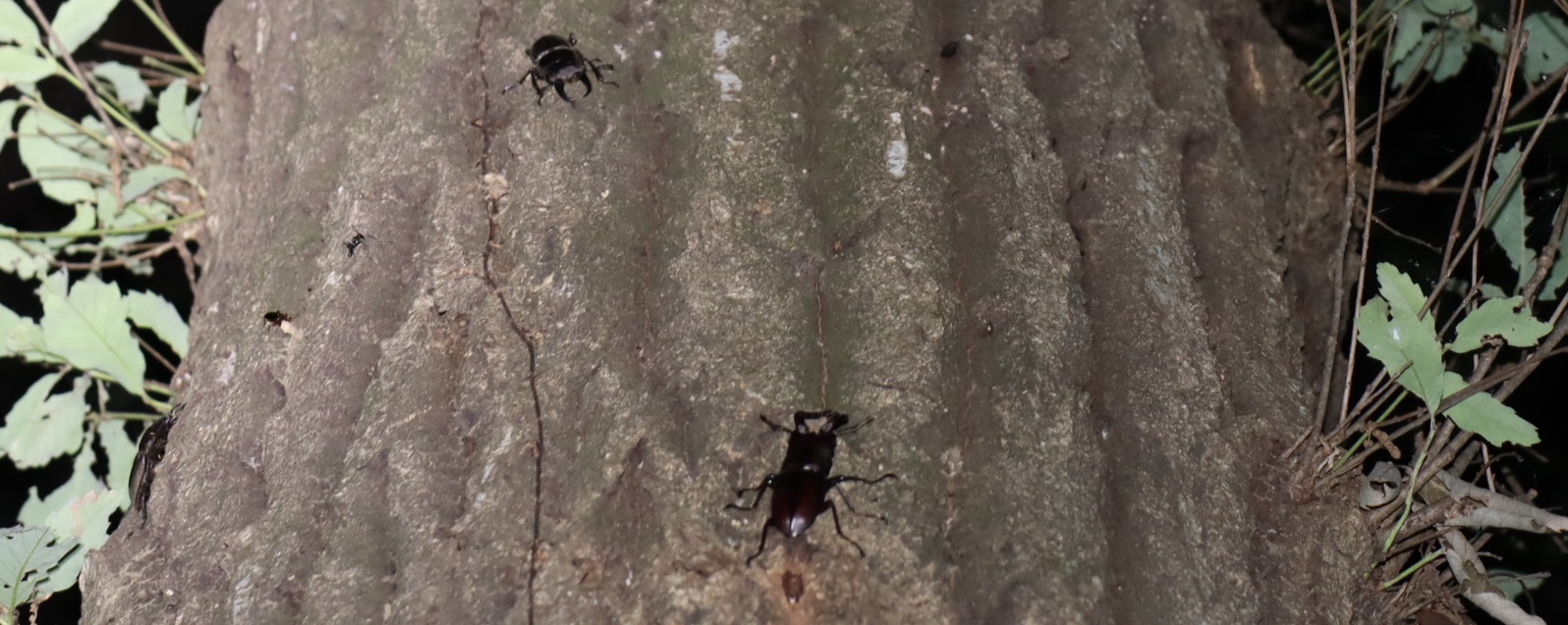 ヒラタクワガタ♂、ヒラタクワガタ♀、ノコギリクワガタ♂_No1_凄いコナラ_2023年6月7日20時5分 気温23度